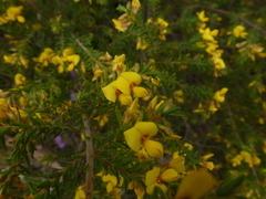 Pultenaea graveolens