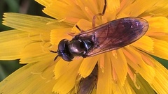 Pyrophaena granditarsis