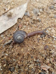 Austrorhytida glaciamans