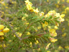 Pultenaea graveolens