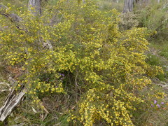 Pultenaea graveolens