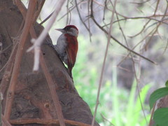 Dryobates callonotus