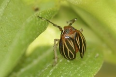 Phylloscelis atra