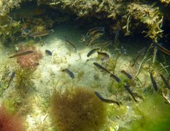 Trachinops caudimaculatus