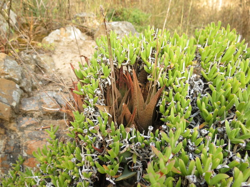 Haworthiopsis venosa