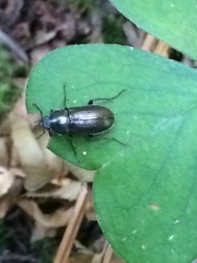 Platyceroides infernus