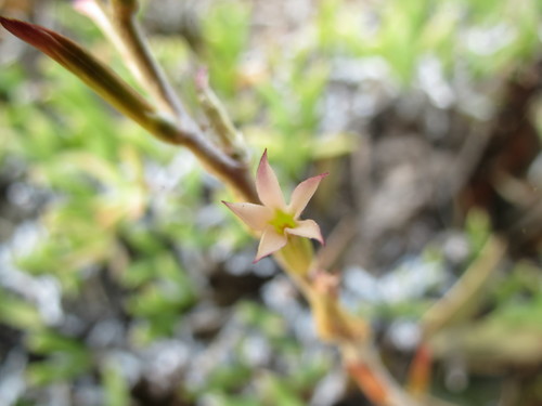 Adromischus maculatus