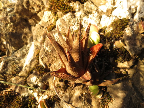 Image of Haworthiopsis venosa by (c) Christiaan Viljoen, some rights reserved (CC BY)
