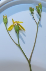 Senecio bupleuroides