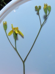 Senecio bupleuroides
