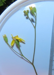 Senecio bupleuroides