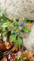 Ceratostigma plumbaginoides
