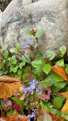 Ceratostigma plumbaginoides