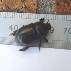 Temnorhynchus retusus