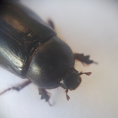 Temnorhynchus retusus