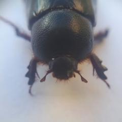 Temnorhynchus retusus