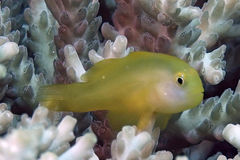 Gobiodon okinawae