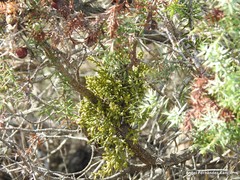 Arceuthobium oxycedri