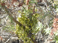 Arceuthobium oxycedri