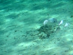 Pseudocaranx georgianus