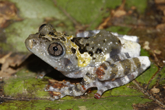 Theloderma stellatum