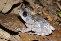 Theloderma stellatum
