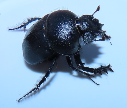 Scarabaeus geminogalenus · iNaturalist