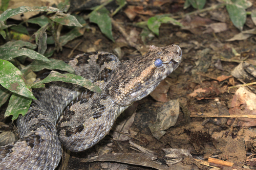 Photo of a Three Horned-scaled Pitviper (Protobothrops sieversorum)