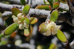 Pittosporum anomalum