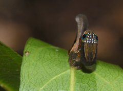 Phyllodes imperialis smithersi