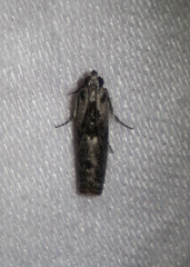 Sciota melanostyla