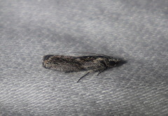 Sciota melanostyla
