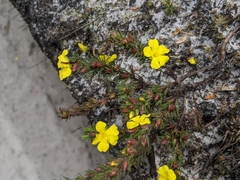 Hibbertia prostrata