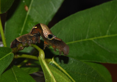 Phyllodes imperialis smithersi
