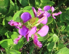 Polygala macowaniana