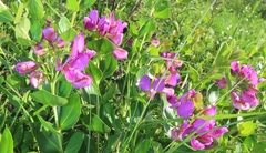 Polygala macowaniana