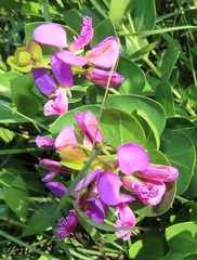 Polygala macowaniana