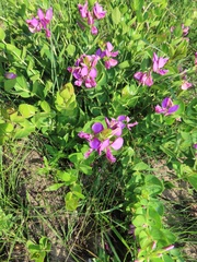 Polygala macowaniana