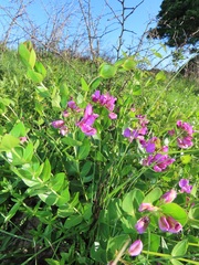 Polygala macowaniana