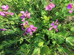 Polygala macowaniana