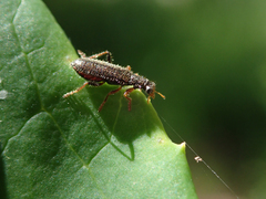 Lemidia subaenea