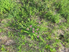 Polygala macowaniana