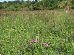 Polygala macowaniana