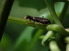 Lemidia subaenea