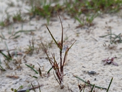 Centrolepis aristata