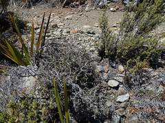 Pittosporum anomalum