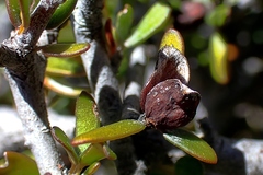 Pittosporum anomalum