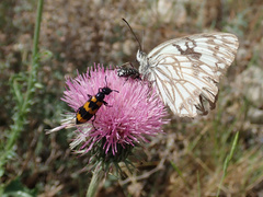 Melanargia occitanica