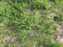 Polygala macowaniana
