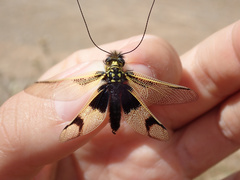 Libelloides longicornis